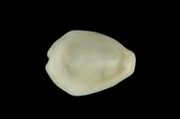 藏品(黃寶螺)的圖片